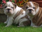 ANGLICK BULLDOG - BULDOG - BULDOK