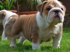 ANGLICK BULLDOG - BULDOG - BULDOK