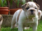 ANGLICK BULLDOG - BULDOG - BULDOK