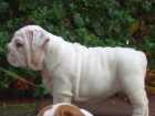 ANGLICK BULLDOG - BULDOG - BULDOK