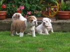 ANGLICK BULLDOG - BULDOG - BULDOK