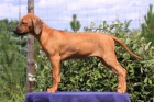 RHODSK RIDGEBACK  ttka