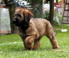 Briard - plav tata