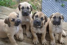 tata Boerboel na prodej, pikov rodie