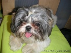 Shih-tzu tntka