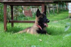 Belgick ovk-malinois