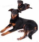 BEAUCERON - tata s PP