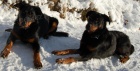 BEAUCERON - tata s PP