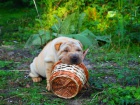 Puppies shar pei