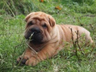 Puppies shar pei