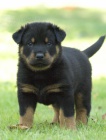 Beauceron tn prodej - francouzsk ovk