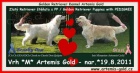 Golden Retriever tata s PP