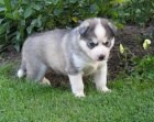 Sibisk husky-