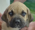 tata Boerboel na prodej, pikov rodie