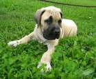 tata Boerboel na prodej, pikov rodie