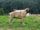 tata Boerboel na prodej, pikov rodie