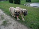 tata Boerboel na prodej, pikov rodie