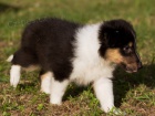 prodam tnatka sheltie