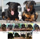 Beauceron tn - zahranin kryt