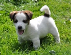 Jack Russell terrier s PPm - pejsek na krtkch no