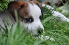 Jack Russell terrier s PPm - pejsek na krtkch no