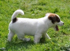 Jack Russell terrier s PPm - pejsek na krtkch no