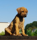 Rhodesian Ridgeback tata s PP