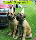 ttka Boerboel na prodej, pikov rodie