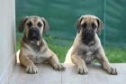 ttka Boerboel na prodej, pikov rodie