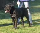 Cane corso - 10ti msn pes