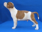 AMSTAFF teniatka