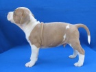 AMSTAFF teniatka