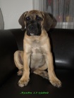 boerboel ttka