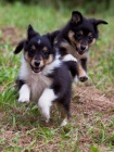 prodam tenatka Sheltie