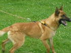 BO-malinois