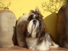 Krsn kluci shih-tzu s PP