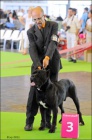 Cane corso - tata s PP