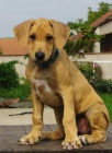 Rhodesian Ridgeback tata s PP k odbru