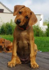 Rhodesian Ridgeback tata s PP k odbru