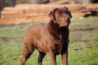 okoldov labradorsk retriever ke kryt-