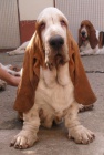 Basset Hound steniatka