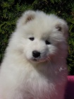 Samojed ttka s PP