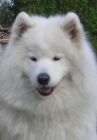 Samojed ttka s PP