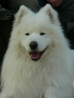 Samojed ttka s PP