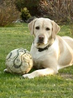 Labradorsk retriever s PP - Jihlava