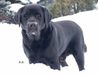 Labradorsk retriever s PP - Jihlava