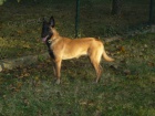 Belgick ovk malinois s PP