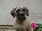 Boerboel tata