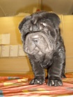 SHAR-PEI (arpej) s PP tn