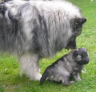 Nmeck pic vl/keeshond